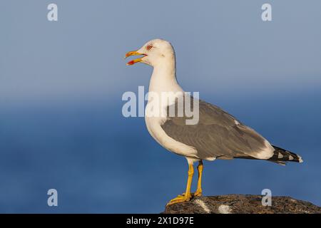 Gelbbeinmöwe (Larus cachinnans atlantis), mit offenem Schnabel, auf vulkanischem Felsen stehend, mit Atlantik und Horizont Hintergrund Stockfoto