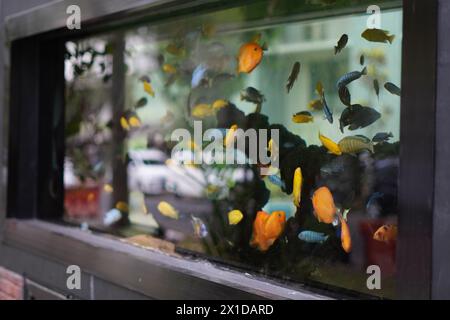 Das Aquarium mit Buntbarsch ist klar und mit bunten Fischen gefüllt Stockfoto