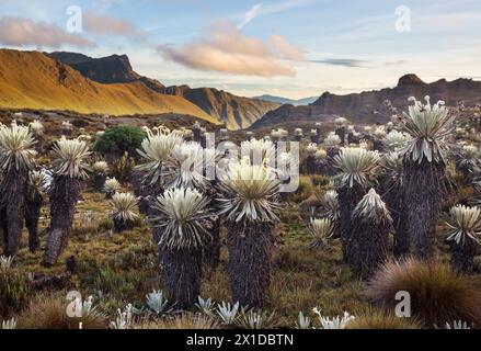 Forest of Frailejones oder Espeletia, eine wunderschöne Pflanze in den kolumbianischen Bergen, Südamerika Stockfoto