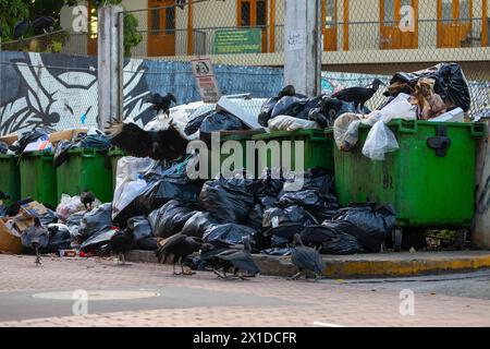 Viele Müllsäcke stapelten sich auf dem Boden neben Müllcontainern und Vögeln darauf Stockfoto