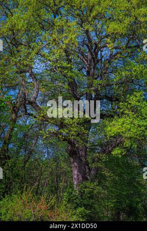 Majestätische Eiche mit großen Ästen und grünem Laub im Wald. Roccamontepiano, Provinz Chieti, Abruzzen, Italien, Europa Stockfoto