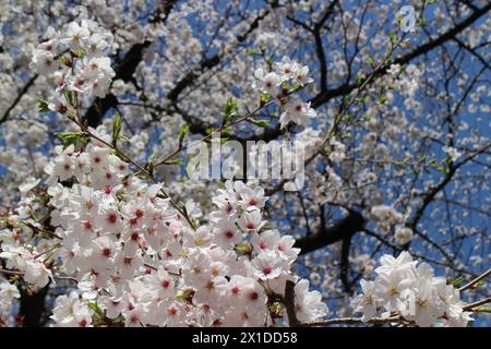 Weiße Kirschblüten (Somei Yoshino) und blauer Himmel am Chidorigafuchi Moat in Tokio, Japan Stockfoto