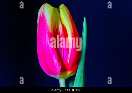 Rosa und Gelb geschlossene Blütenblätter Tulpe auf schwarzem Hintergrund Stockfoto