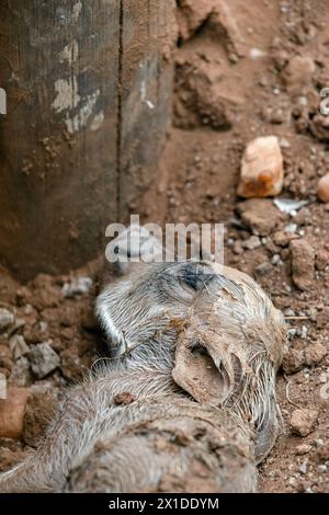 Schließen Sie den Kopf des gerade geborenen Warzenschweins. Häufiges Warzenschwein Neugeborenes. Tierwelt, Südafrika Safari. Phacochoerus africanus in der wilden Natur. Continua Stockfoto