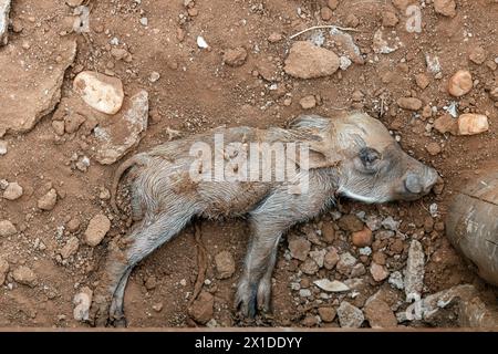 Häufiges Warzenschwein Neugeborenes. Gerade geborenes Warzenschwein auf Hotelgelände. Tierwelt, Südafrika Safari. Phacochoerus africanus in der wilden Natur. Kontin Stockfoto