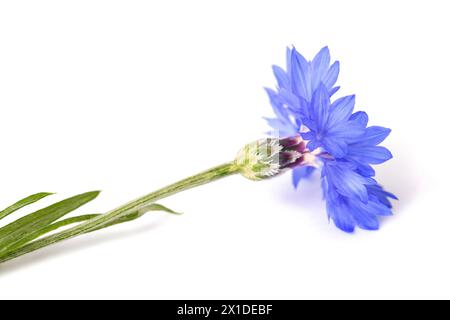 Blaue Kornblume auf weißem Hintergrund Stockfoto