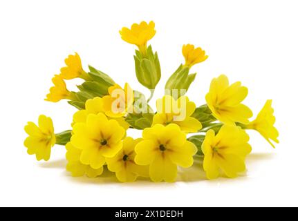 Cowslip Primrose Blumen isoliert auf weißem Hintergrund Stockfoto