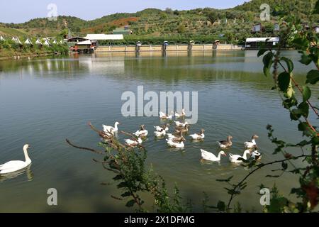 Familie der Gänse (Chloephaga picta), Schwimmen in einem See, albanien Stockfoto
