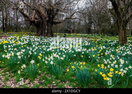 Narzissen blühen im Worden Park, Leyland, Lancashire. Stockfoto