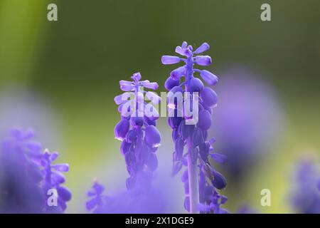 azurtraubenhyazinthe Focus Stapel (Pseudomuscari azureum) Stockfoto