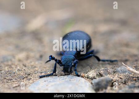 europäischer Ölkäfer Nahaufnahme, Makrofokus-Stapelaufnahme in natürlichem Lebensraum (Meloe proscarabaeus) Stockfoto