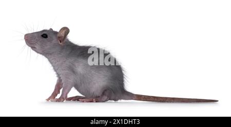 Blaue Babyratte, die seitlich sitzt. Blick nach oben und weg von der Kamera. Isoliert auf weißem Hintergrund. Stockfoto