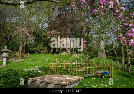 Kyoto Garden, ein japanischer Garten im Holland Park, London, Großbritannien mit Pfau. Holland Park ist ein öffentlicher Park im Londoner Stadtteil Kensington. Stockfoto