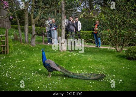 London, Großbritannien: Menschen beobachten einen Pfau im Kyoto Garden, einem japanischen Garten im Holland Park, einem Park im Londoner Stadtteil Kensington. Stockfoto