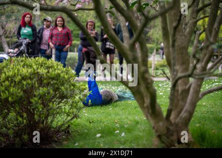 London, Großbritannien: Menschen beobachten einen Pfau im Kyoto Garden, einem japanischen Garten im Holland Park, einem Park im Londoner Stadtteil Kensington. Stockfoto