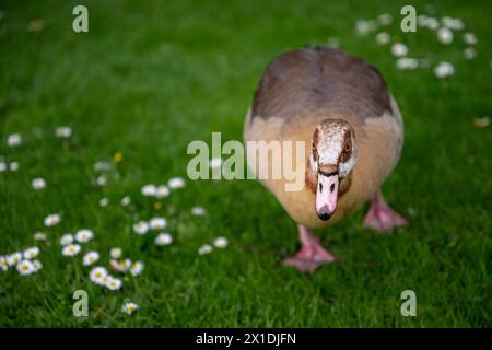 Ägyptische Gans (Alopochen aegyptiaca), die auf Gras mit Gänseblümchen laufen. Gesehen im Holland Park, einem öffentlichen Park im Londoner Stadtteil Kensington. Stockfoto