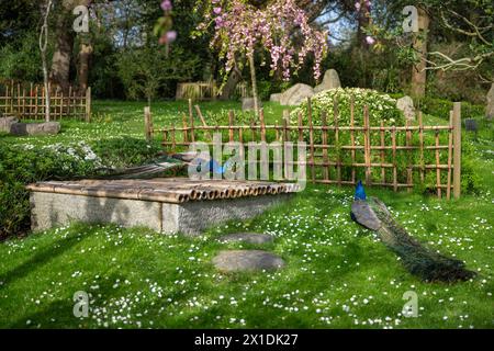 Zwei Pfauen im Kyoto Garden, einem japanischen Garten im Holland Park, London, Großbritannien. Holland Park ist ein öffentlicher Park im Londoner Stadtteil Kensington. Stockfoto