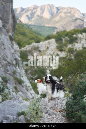 Zwei Hunde teilen sich einen Moment auf einem Felsvorsprung. Cocker Spaniel und ein Jack Russell Terrier zeigen Gesellschaft in der Wildnis Stockfoto