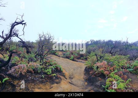 Atemberaubender Panoramablick auf den Ijen Vulkan Komplex mit Bergen, Ost-Java in Indonesien Stockfoto