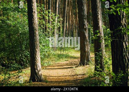 Der Weg führt zwischen vier Kiefernstämmen, die von der Sommersonne in einem grünen Nadelwald beleuchtet werden Stockfoto