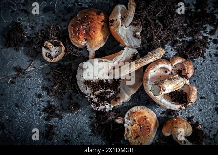 Shiitake-Pilze ( Lentinula edodes ) auf Schieferhintergrund Stockfoto