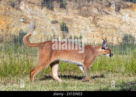 Caracal, große Katze spaziert auf dem Territorium des Rehabilitationszentrums, Streichelzoo in Südafrika. Haltung und Pflege von Wildtieren in Gefangenschaft. Steppe ly Stockfoto