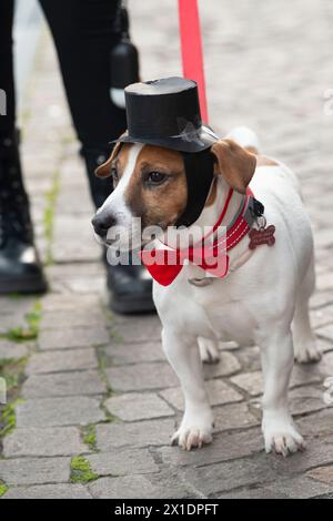 Hund in einem Top-Hut und Fliegenkrawatte Kostüm Stockfoto