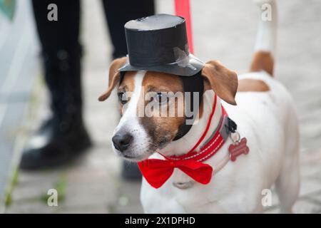 Hund in einem Top-Hut und Fliegenkrawatte Kostüm Stockfoto