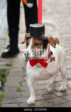 Hund in einem Top-Hut und Fliegenkrawatte Kostüm Stockfoto