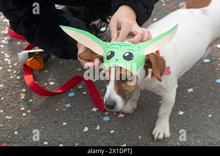 Hund in einem Yoda Kostüm Stockfoto