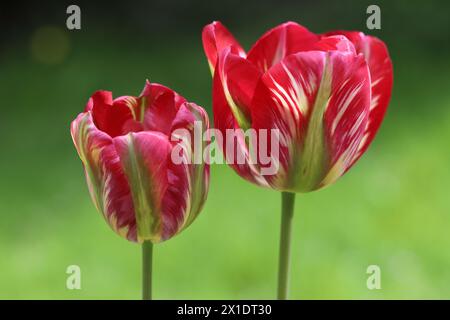 Nahaufnahme zweier schöner viridiflora-Tulpen vor einem grünen, verschwommenen Hintergrund mit selektivem Fokus Stockfoto