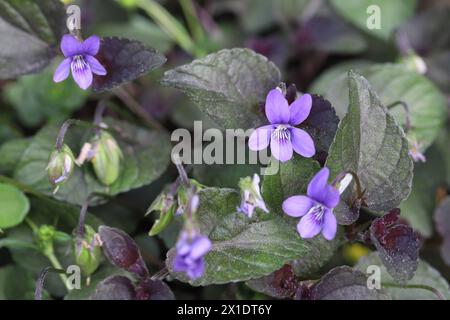 Nahaufnahme von hübschen kleinen Veilchen Stockfoto