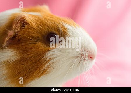 Weißes und rot geflecktes Meerschweinchen auf rosa Hintergrund, Nahaufnahme Porträt Stockfoto