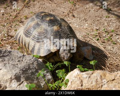 Griechische Schildkröte, Testudo graeca, auch bekannt als Sporenschildkröte oder Maurische Schildkröte Stockfoto