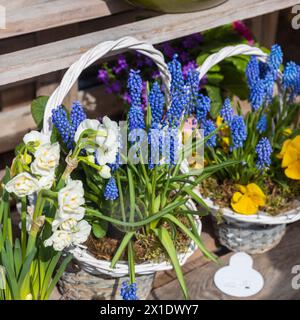 Frühlingsblumen - Muscari, Ranunkeln, Narzissen in einem Korb schmücken den Eingang zum Café. Stockfoto