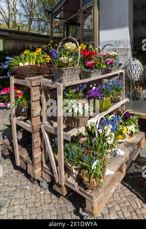 Frühlingsblumen - Kerzen, Muscari, Ranunkeln, Sedum, Narzissen in einem Korb schmücken den Eingang zum Café. Stockfoto