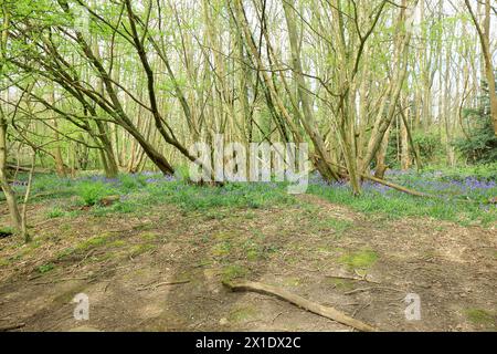 Ein Bett von Bluebells im Wald im Trosley Country Park Stockfoto