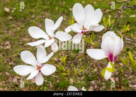 Frühling in London. Magnolia Stellata 'Rosea', weiße Blüte und Knospe an einem Baum Eröffnung Stockfoto