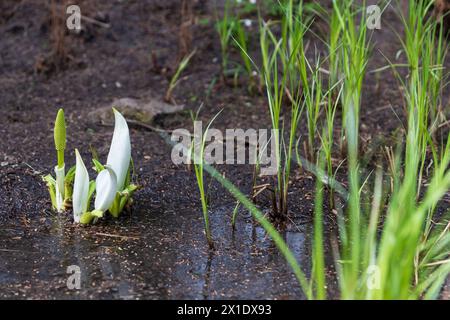 Lysichiton camtschatcensis, gebräuchlicher Name asiatischer Skunk-Kohl, Weißskunk-Kohl Stockfoto