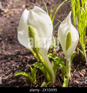 Lysichiton camtschatcensis, gebräuchlicher Name asiatischer Skunk-Kohl, Weißskunk-Kohl Stockfoto