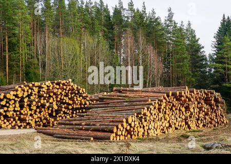 Große Anhäufungen von Kiefernstämmen am Waldrand, die für den Transport vorbereitet sind, abgeholzte Wälder, Pinienholz-Rohstoffe, Forstwirtschaft Stockfoto