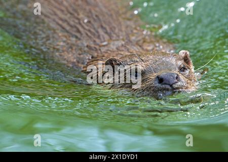 Nahaufnahme des europäischen Flussotters (Lutra lutra), der im Fluss schwimmt Stockfoto