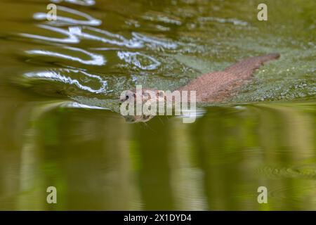 Europäischer Flussotter (Lutra lutra), der im Fluss schwimmt Stockfoto