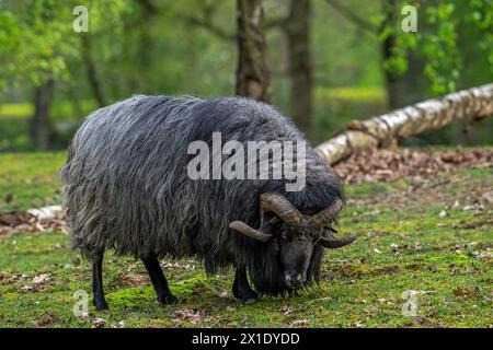 Lüneburger Heidschnucke / Deutscher Graubock, Rasse von schwarzen nordeuropäischen Kurzschwanzmoorschafen mit gelockten Hörnern aus Norddeutschland Stockfoto