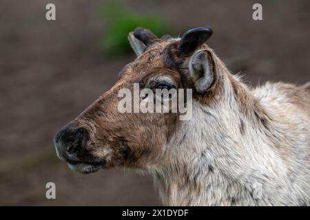 Norwegisches Rentier / nördliches Rentier / Gebirgscaribou (Rangifer tarandus tarandus), Nahporträt mit Geweihen, die im Frühjahr mit Samt bedeckt sind Stockfoto