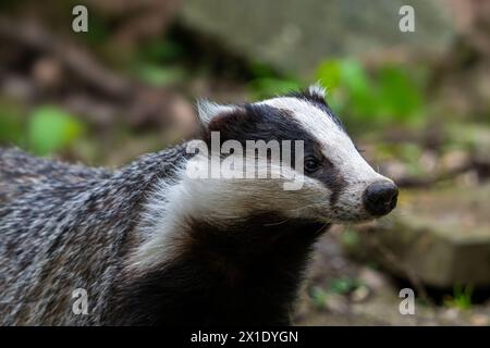 Europäischer Dachs / eurasischer Dachs (Meles meles) Nahaufnahme von weiblichen Nahrungsmitteln im Wald in der Dämmerung Stockfoto