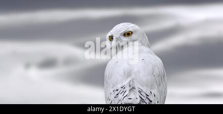 Schnee-eule (Bubo scandiacus/Strix scandiaca) in der Tundra in den Schnee im Winter, in den arktischen Regionen in Nordamerika und Eurasien Stockfoto