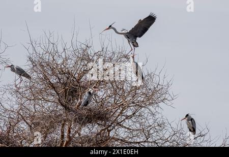 Wunderschöne Wildvögel, große graue Reiher nisten auf einem Baum mit einer ganzen Familie von mehreren Paaren Stockfoto