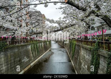 Kirschblüten (Sakura) auf dem Meguro River in Meguro, Tokio, Japan Stockfoto