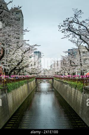 Kirschblüten (Sakura) auf dem Meguro River in Meguro, Tokio, Japan Stockfoto